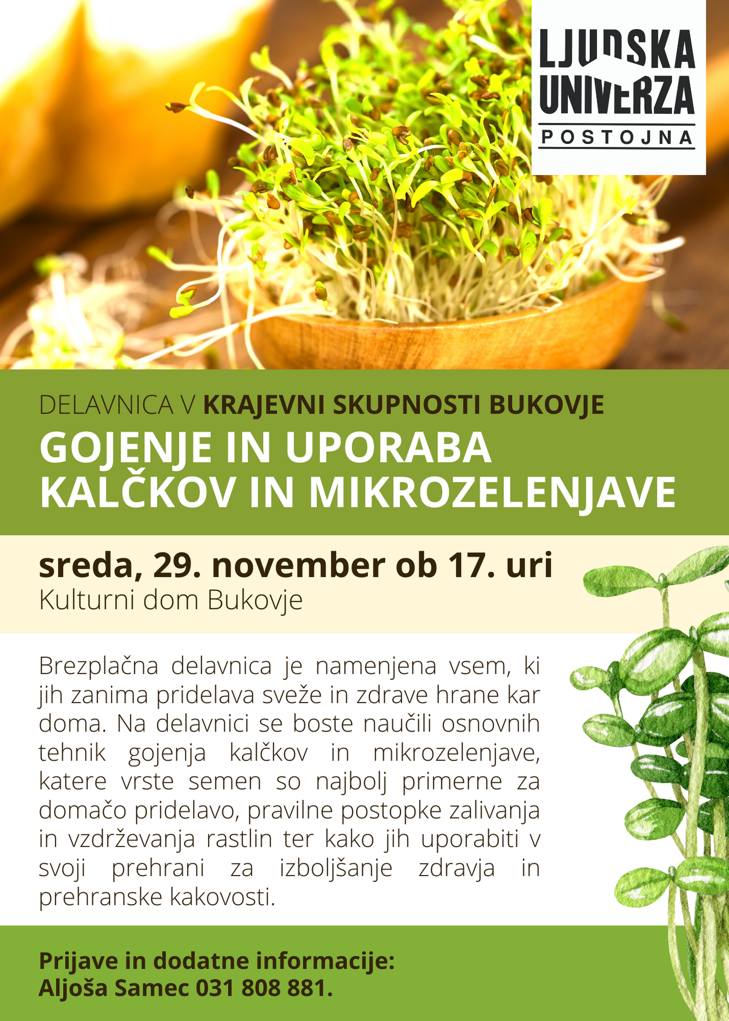 gojenje in uporaba kalčkov BUKOVJE _ november 2023